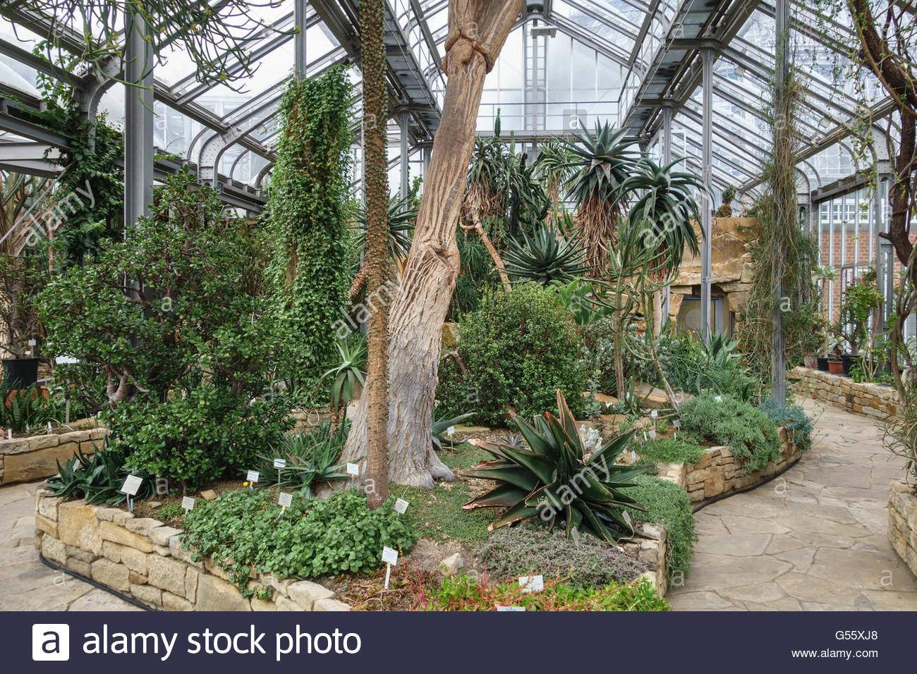 berlin deutschland der botanische garten berlin dahlem afrikanische sukkulenten in den wichtigsten tropischen gewachshaus g55xj8