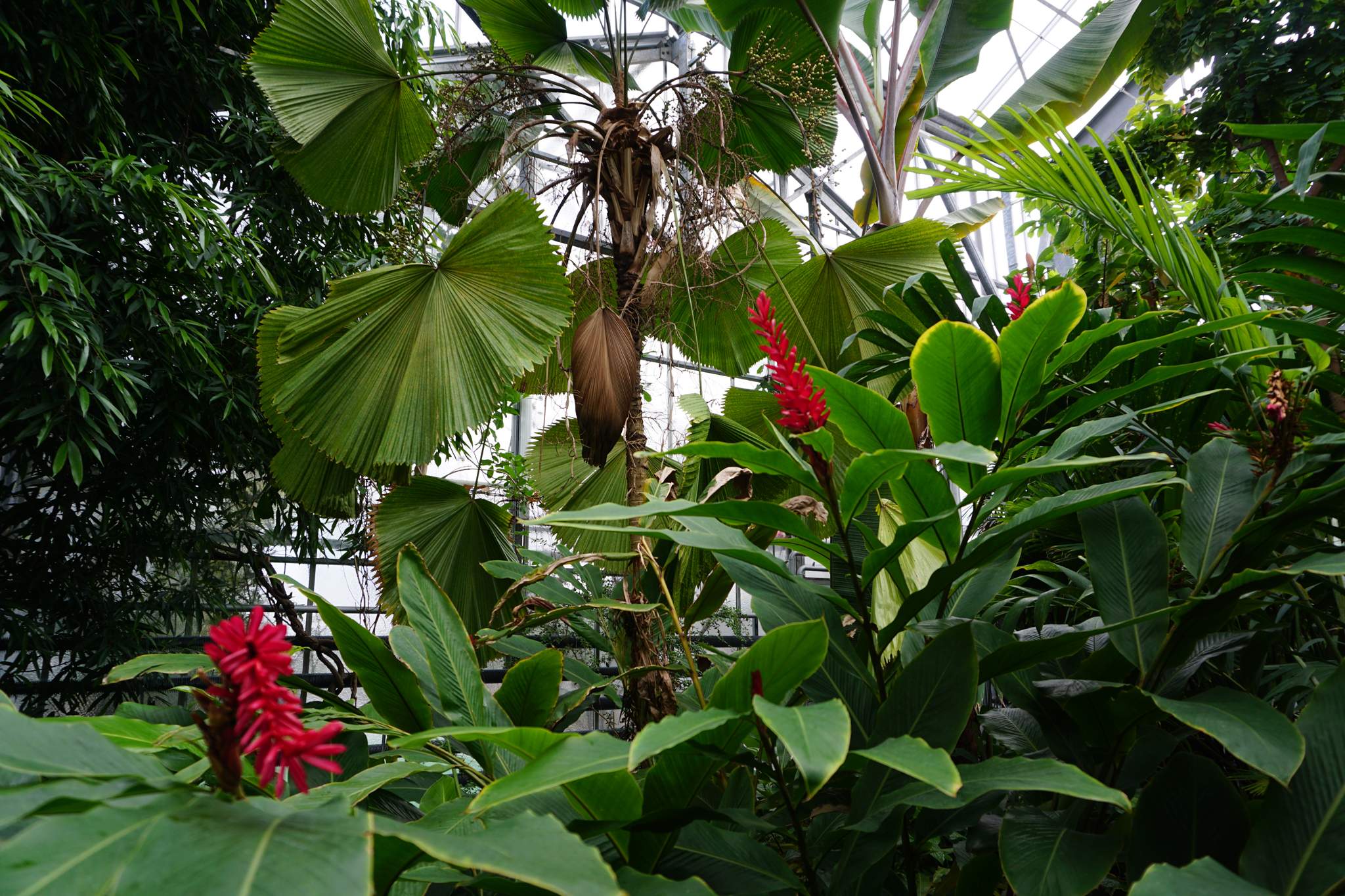botanischer garten bonn tropenhaus