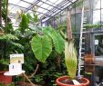 Botanischer Garten Bonn Genial Titanenwurz Die Größte Blume Der Welt Bonnfm