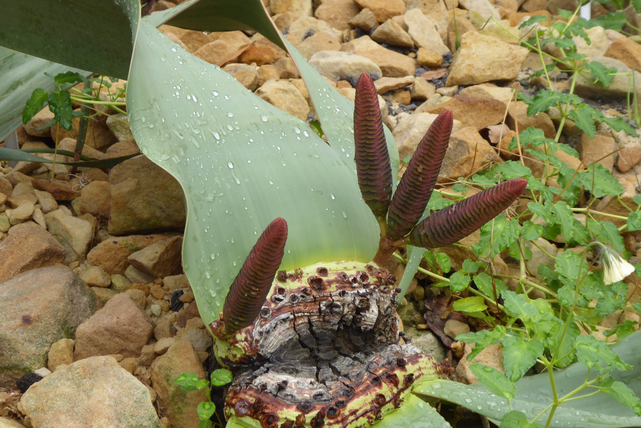 10 03 welwitschie botanischer garten dresden 190
