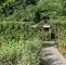 Garten Gestalten Mit Wenig Geld Luxus Sichtschutz Ideen Für Den Garten