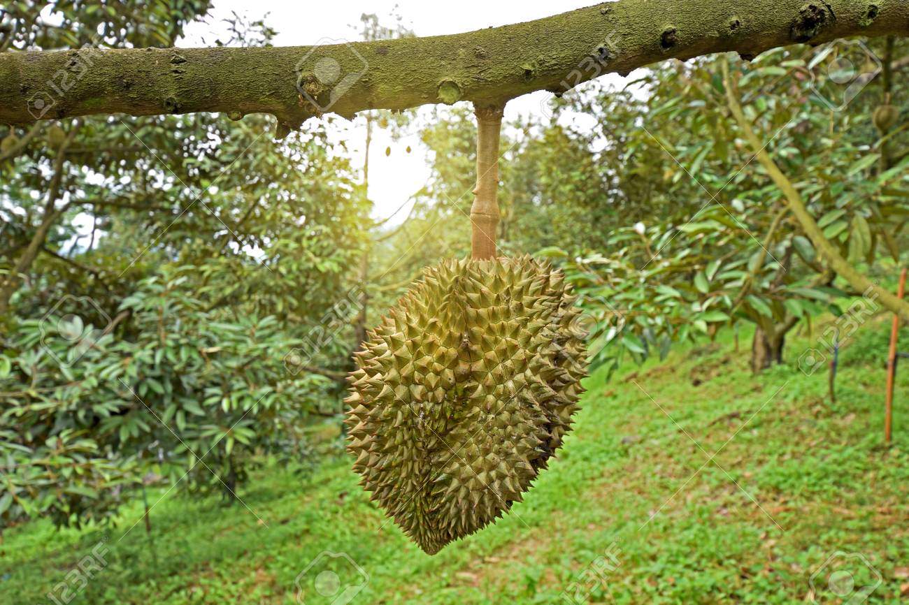 photo durian im garten könig der frucht