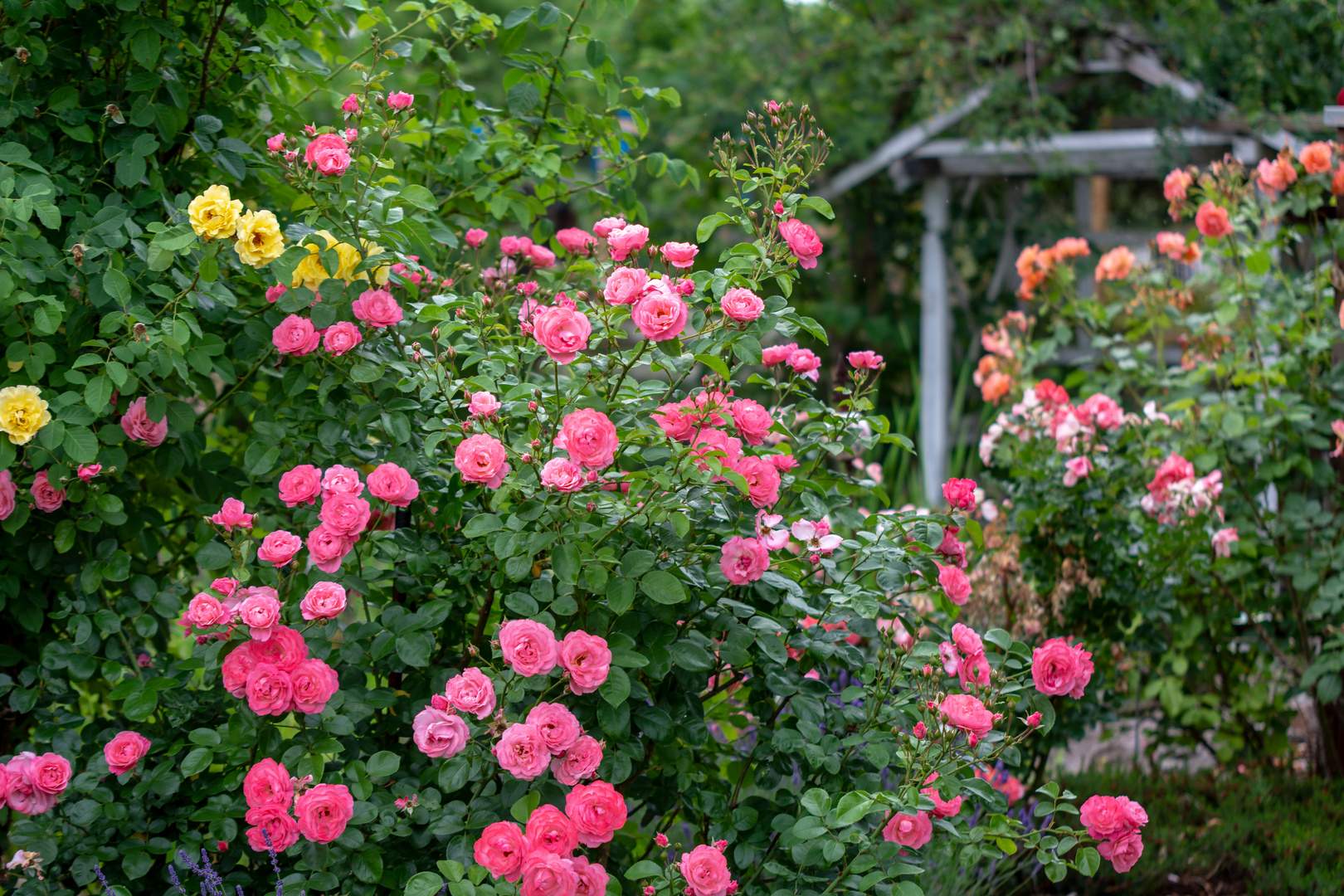 Mein Schöner Garten forum Genial Die Rose Mein Schöner Garten Foto & Bild