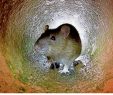 Ratten Im Garten Das Beste Von Burgdorf Rattenplage Beunruhigt Ehlershäuser Ehepaar