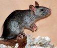 Ratten Im Garten Das Beste Von Stadt Muss Ratten Jagen Lassen Nw