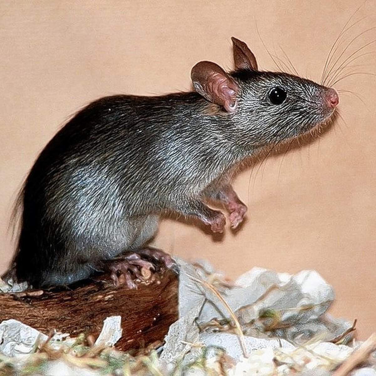 Ratten Im Garten Das Beste Von Stadt Muss Ratten Jagen Lassen Nw