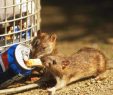 Ratten Im Garten Einzigartig Gesundheit Ratten übertragen Womöglich Multiresistente