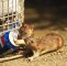 Ratten Im Garten Einzigartig Gesundheit Ratten übertragen Womöglich Multiresistente