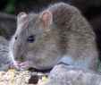Ratten Im Garten Elegant Für Den Kammerjäger ist Chemie Nicht Immer Das Mittel Der Wahl