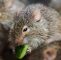 Ratten Im Garten Elegant Ratten Können Das Versteckspiel Wissen Swr2