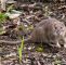 Ratten Im Garten Elegant Ratten Vertreiben so Werden Sie Lästigen Schädlinge Los
