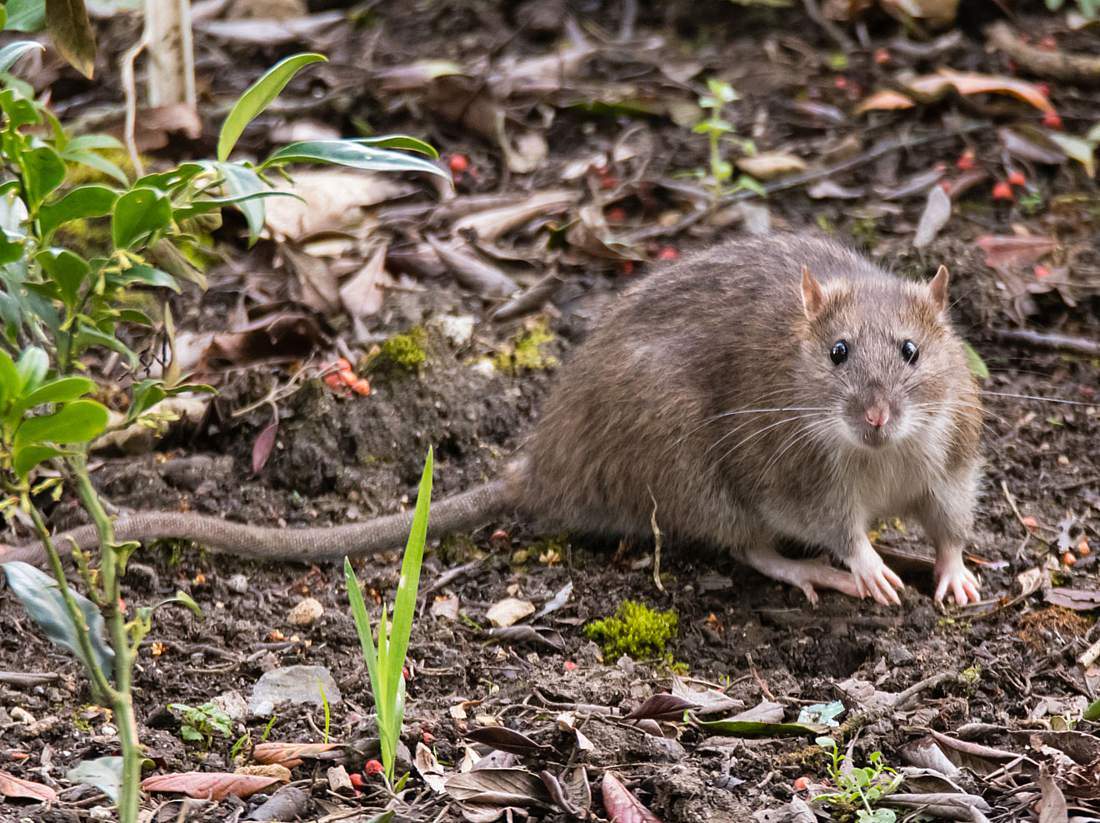 Ratten Im Garten Elegant Ratten Vertreiben so Werden Sie Lästigen Schädlinge Los