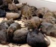 Ratten Im Garten Elegant Rattenbekämpfung so Werden Sie Nager Los