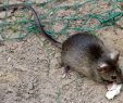 Ratten Im Garten Frisch In Krefeld Leben Bis Zu Eine Million Ratten