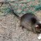 Ratten Im Garten Frisch In Krefeld Leben Bis Zu Eine Million Ratten