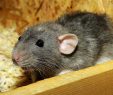 Ratten Im Garten Frisch Ratte Als Haustier Halten Das sollten Sie Beachten