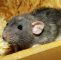 Ratten Im Garten Frisch Ratte Als Haustier Halten Das sollten Sie Beachten