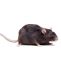 Ratten Im Garten Frisch Ratten Im Garten Bekämpfen Besten Tipps