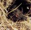 Ratten Im Garten Frisch Ratten Im Garten Oder Haus Ratgeber Wildtiere