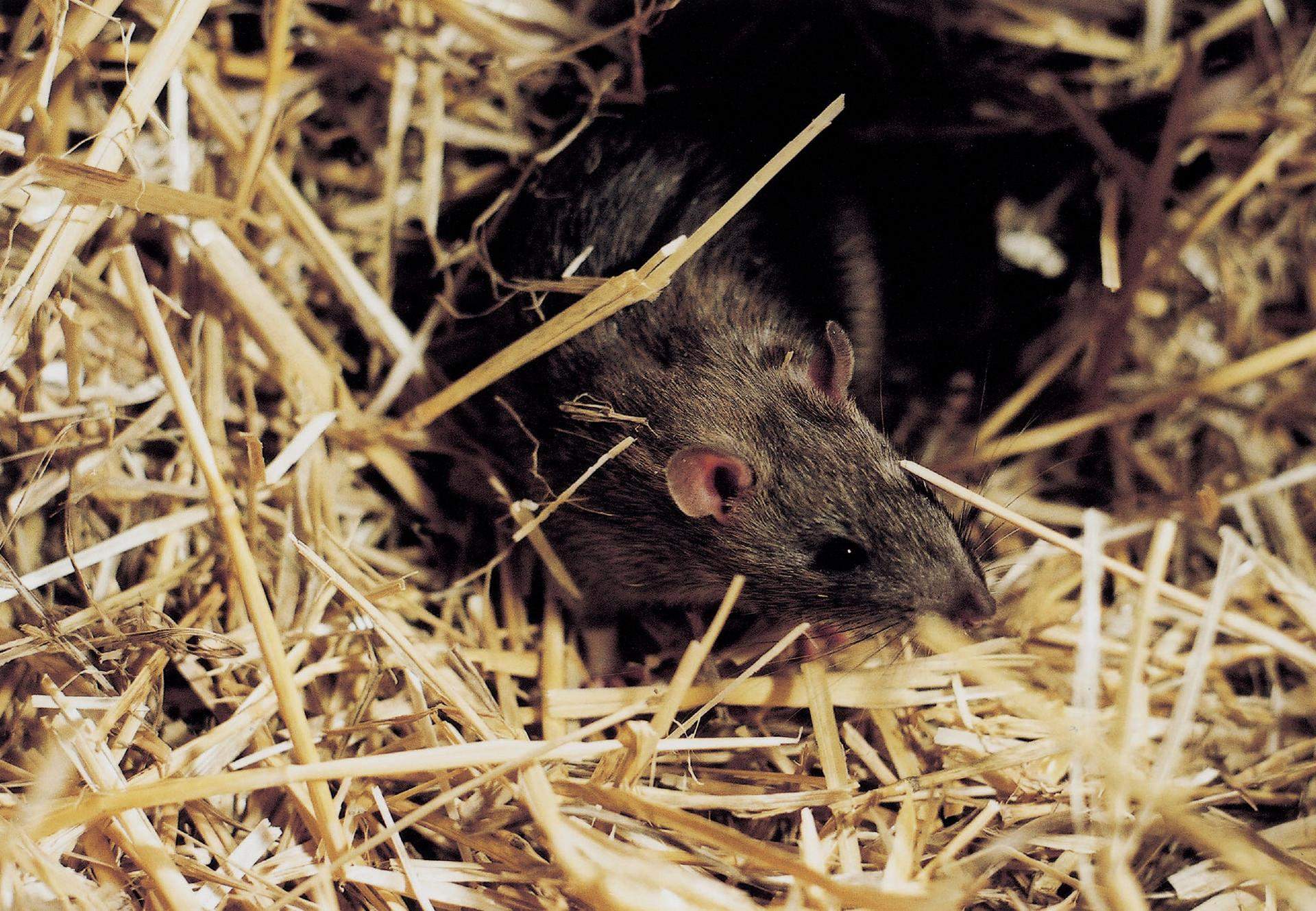 Ratten Im Garten Frisch Ratten Im Garten Oder Haus Ratgeber Wildtiere