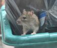 Ratten Im Garten Frisch Ratten In Der Nähe Was Können Sie Tun Anticimex