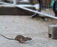 Ratten Im Garten Frisch Ratten Stören Anwohner In Der Bremer Vahr Nachrichten Aus