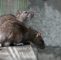 Ratten Im Garten Frisch Ratten Und Mäuse Te Sicher & Rechtskonform Einsetzen