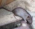 Ratten Im Garten Genial Landau Immer Mehr Ratten In Landau Stadt Keine Plage