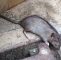 Ratten Im Garten Genial Landau Immer Mehr Ratten In Landau Stadt Keine Plage