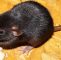 Ratten Im Garten Genial Ratten Fangen Tipps Und Tricks Kammerjäger Ratgeber