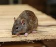 Ratten Im Garten Genial Ratten Im Garten Mit Sen Mitteln Werden Sie