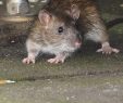 Ratten Im Garten Genial Ratten In Gießen Auf Dem Vormarsch