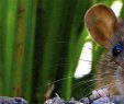 Ratten Im Garten Inspirierend Abhilfe Gegen Ratten