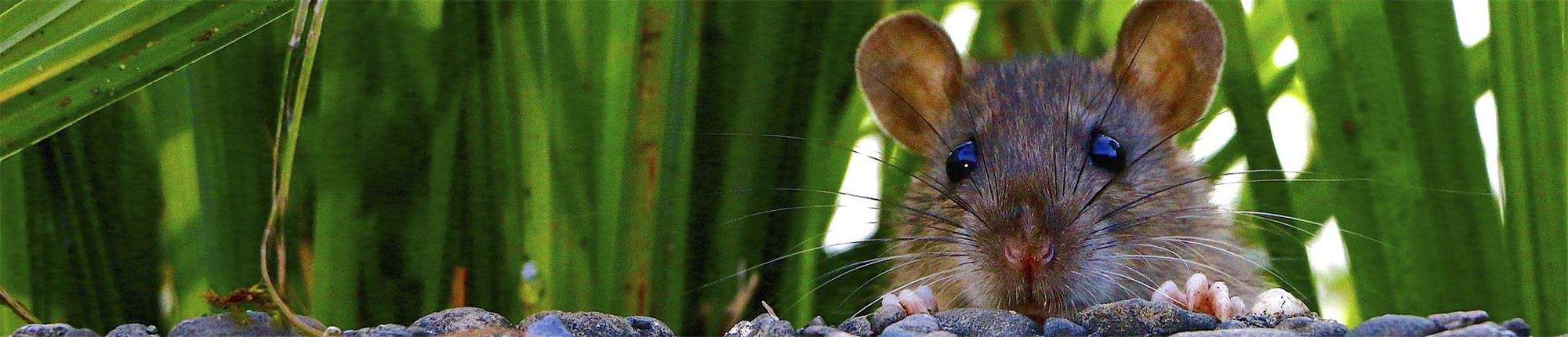 Ratten Im Garten Inspirierend Abhilfe Gegen Ratten
