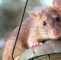 Ratten Im Garten Inspirierend Meldepflicht Bei Ratten Im Garten