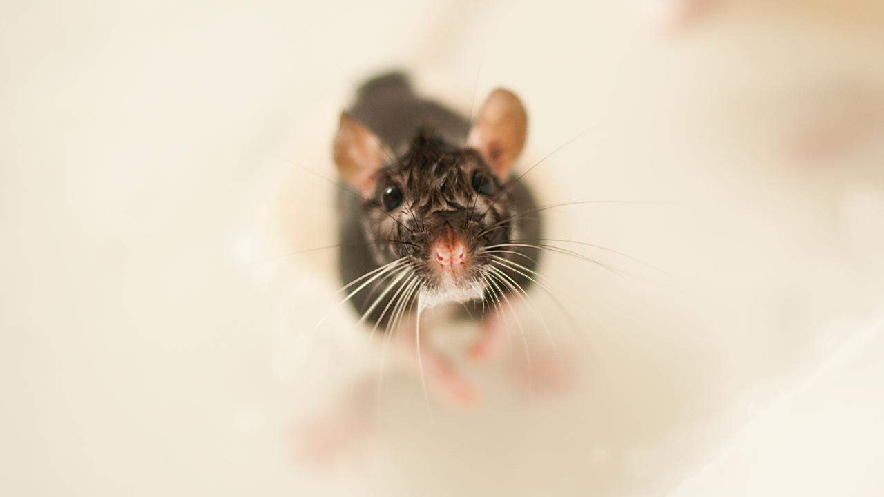 Ratten Im Garten Inspirierend Ratten Kommen übers Klo In Wohnung Haus & Garten Bild