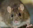 Ratten Im Garten Inspirierend Ratten Wie Sie Tiere Erfolgreich Aus Haus Und Garten