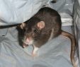 Ratten Im Garten Inspirierend Tipps Gegen Ratten Im Haus so Hat Plage Schnell Ein