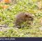 Ratten Im Garten Inspirierend Wild Baby Ratte Oder Maus Auf Rasen Im Garten Stockfoto
