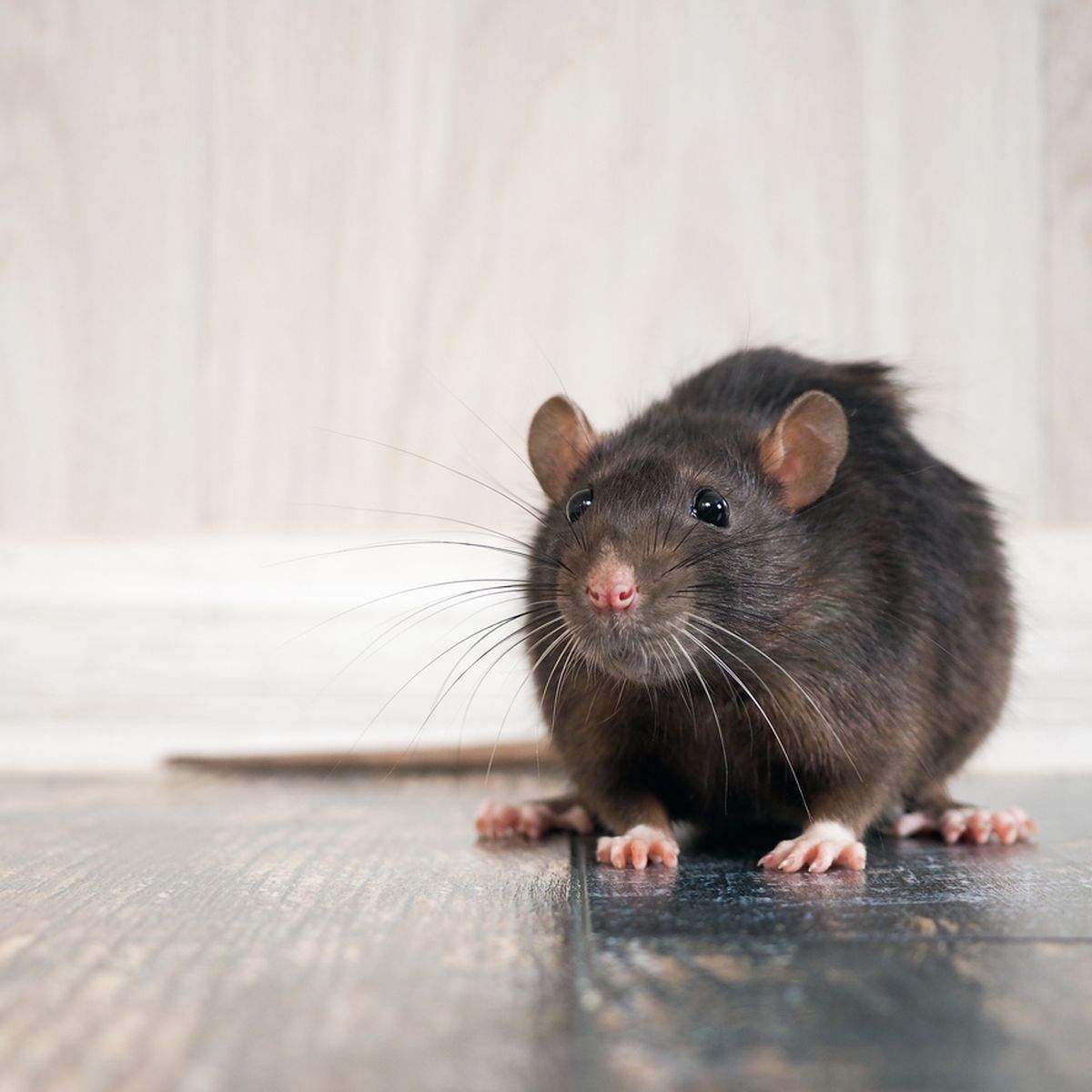 Ratten Im Garten Luxus Ratten Vertreiben Was Nager Von Haus Und Garten