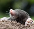 Ratten Im Garten Neu Bußgeld Droht Warum Ihr Maulwürfe Und Spitzmäuse Im Garten