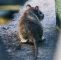 Ratten Im Garten Neu Nager Sind Teils Bereits Resistent Gegen Giftköder