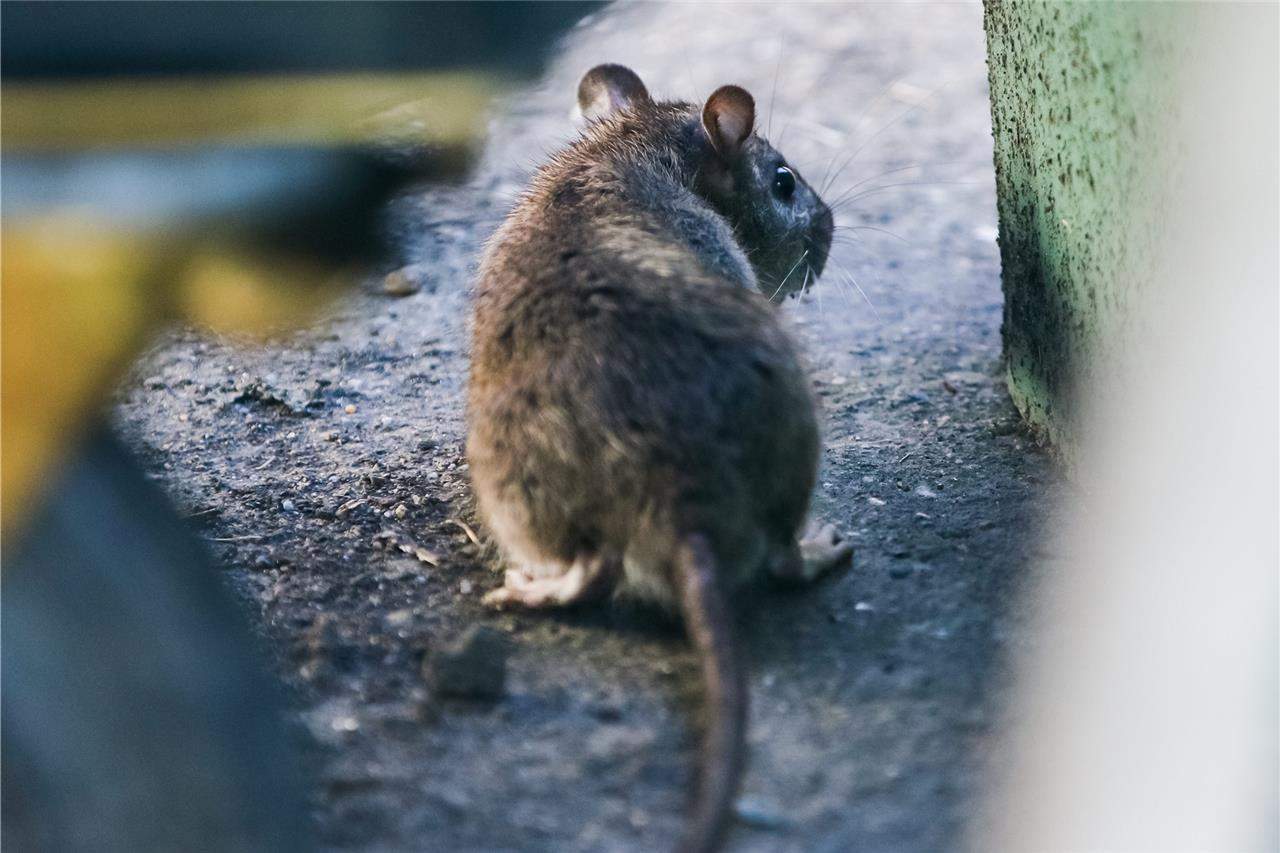 Ratten Im Garten Neu Nager Sind Teils Bereits Resistent Gegen Giftköder