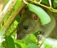 Ratten Im Garten Reizend Ansteckungs Gefahr Was Tun Bei Mäusen Und Ratten Myhomebook