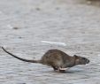 Ratten Im Garten Reizend Plage In Städten Jetzt Wandern Ratten Auch Tagsüber Welt