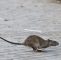 Ratten Im Garten Reizend Plage In Städten Jetzt Wandern Ratten Auch Tagsüber Welt