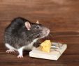 Ratten Im Garten Reizend Ratten Im Haus Wirksam Vertreiben Und Bekämpfen Heimhelden