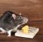 Ratten Im Garten Reizend Ratten Im Haus Wirksam Vertreiben Und Bekämpfen Heimhelden
