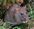 Ratten Im Garten Reizend Ratten –