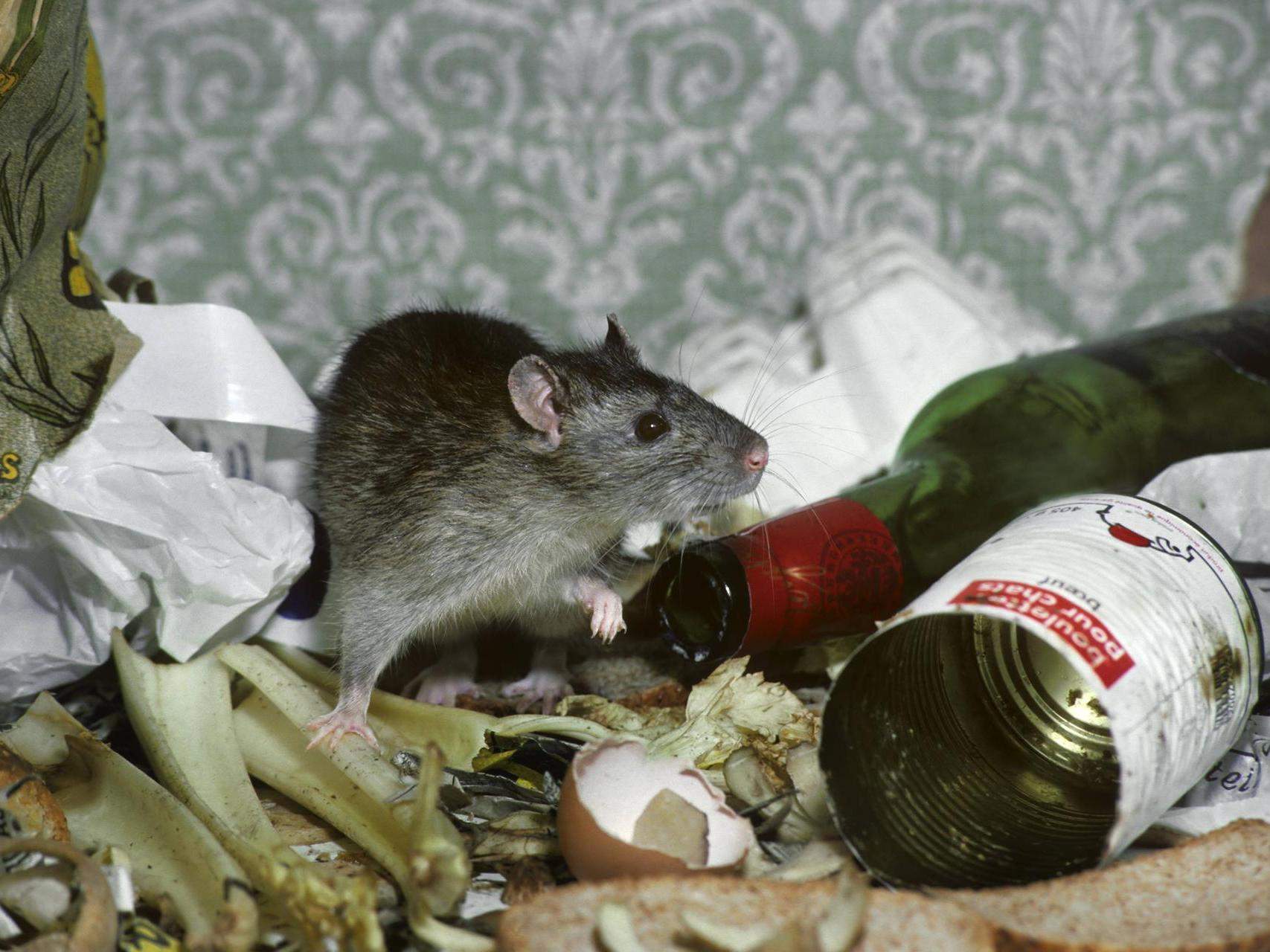 Ratten Im Garten Reizend Rattenplage Krankheiten Und Schäden Durch Nagerbefall